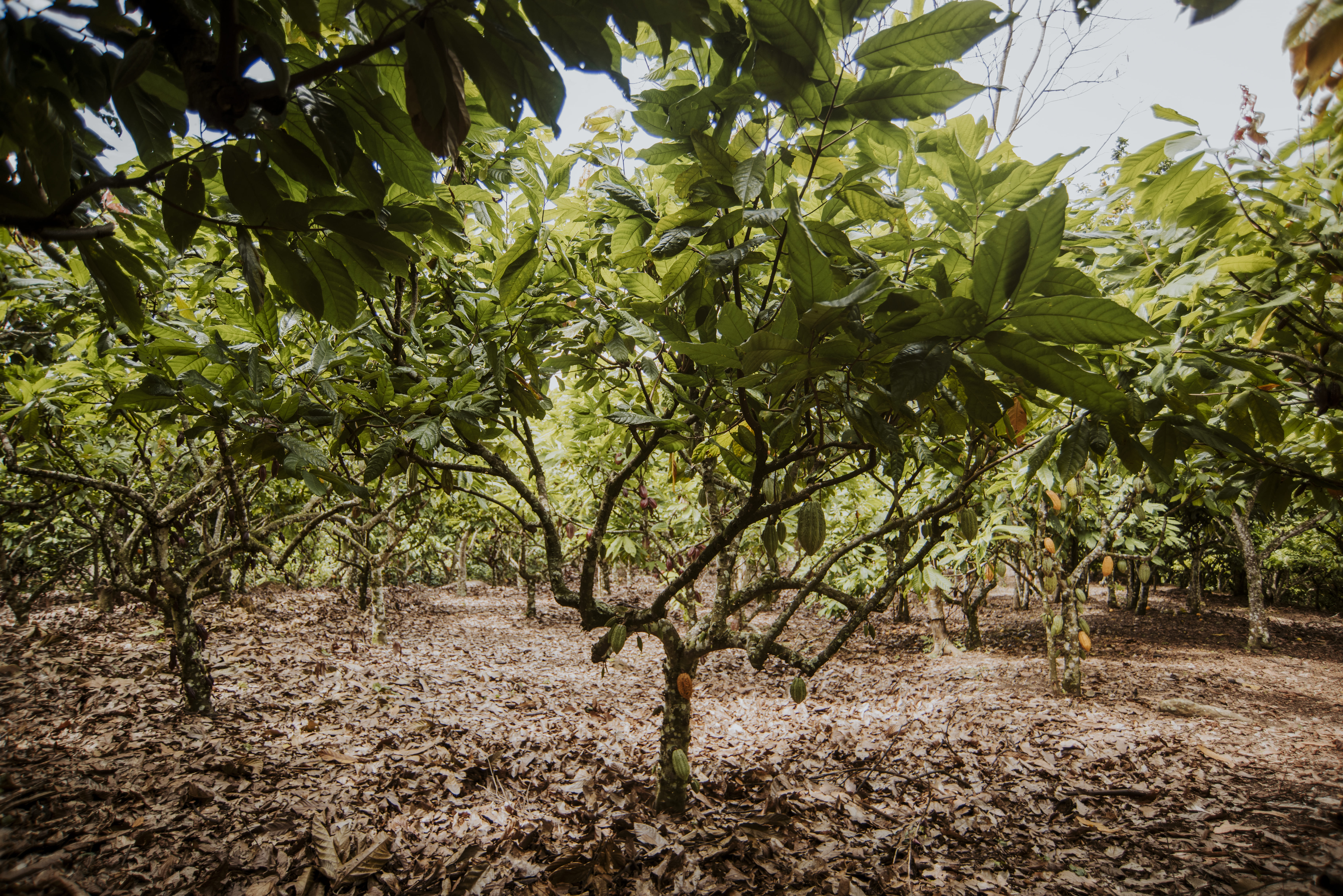 Cacao Plantation