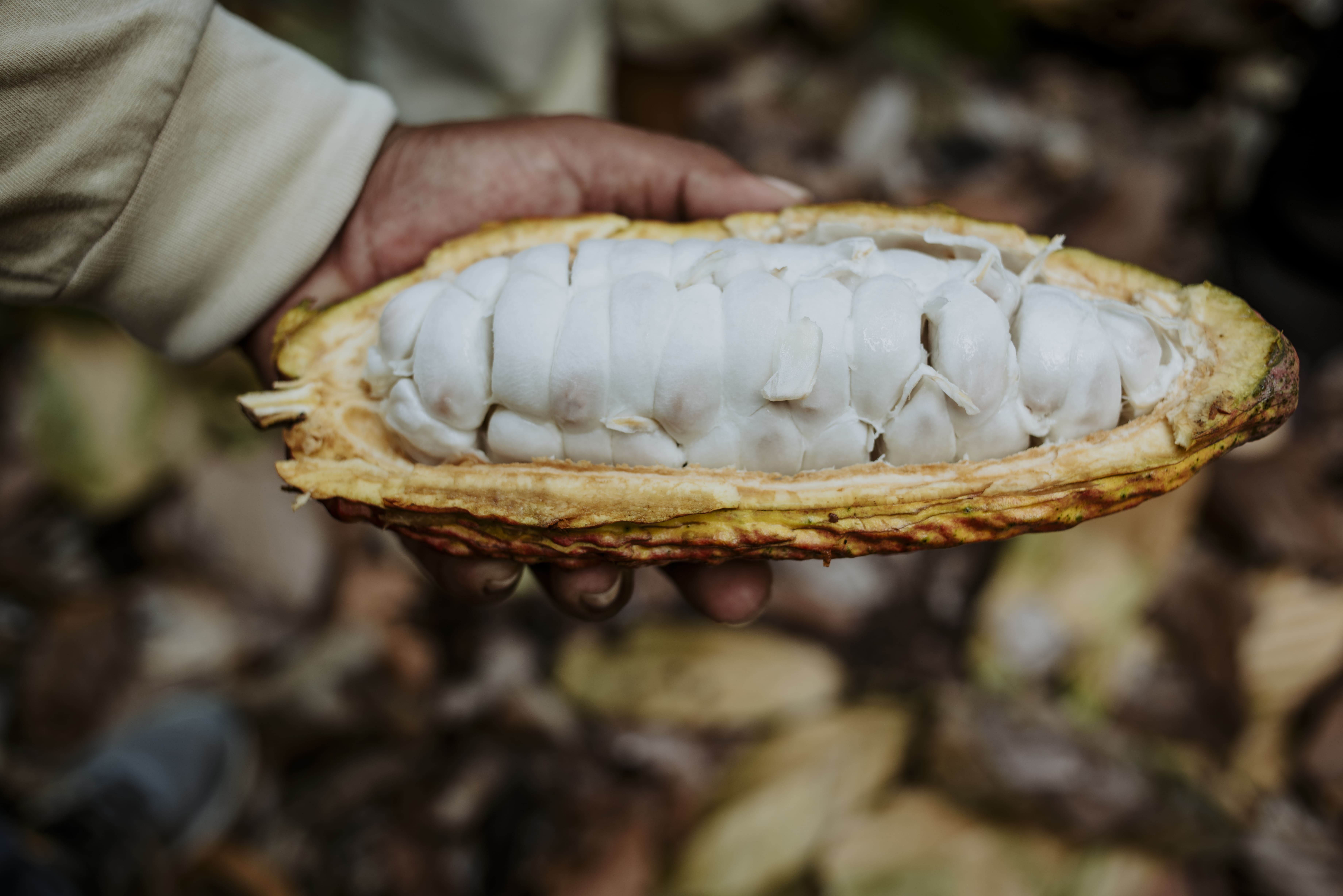 Cacao Butter