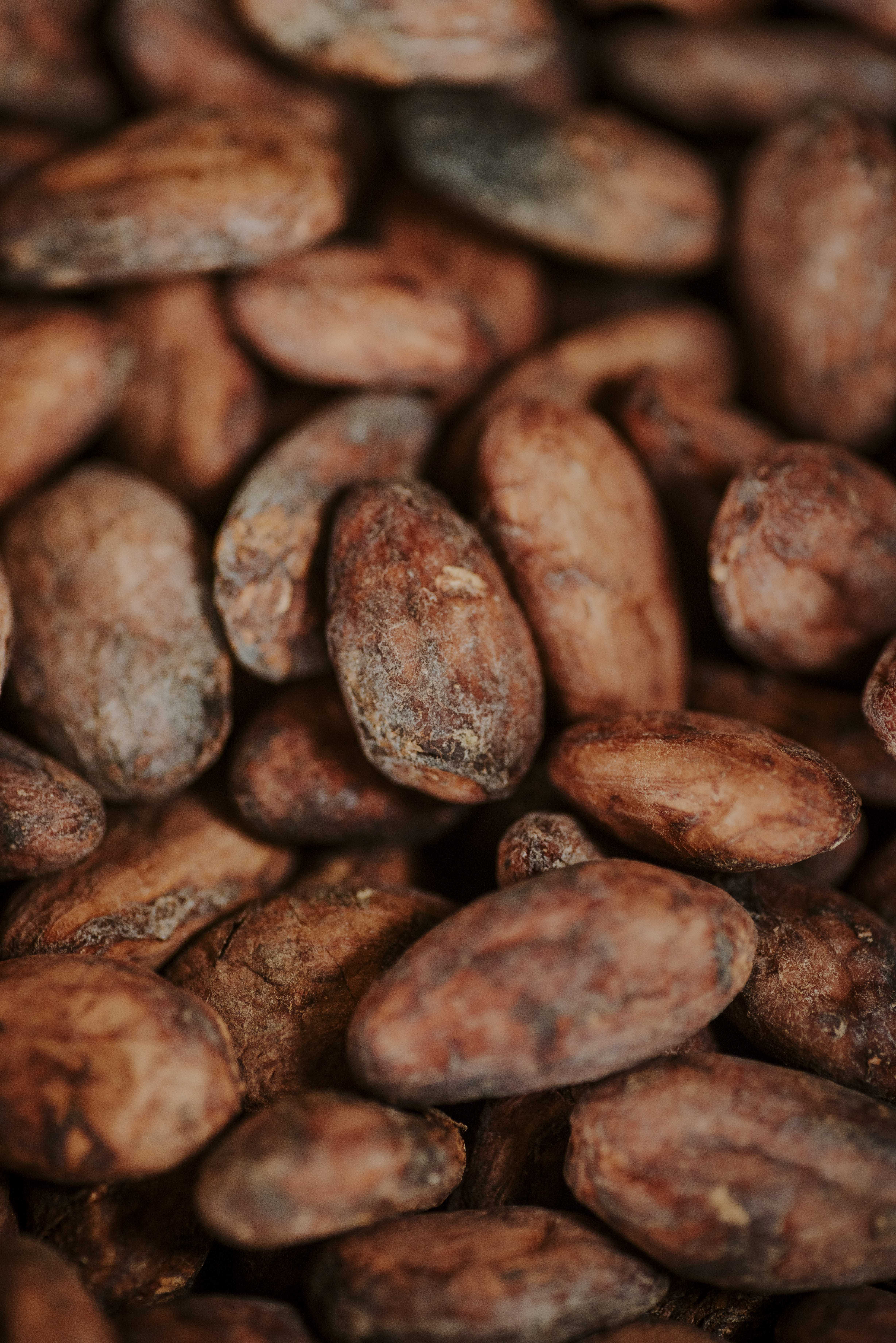 Cacao Powder